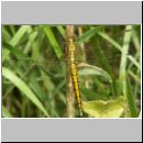 Orthetrum cancellatum - Grosser Blaupfeil w04.jpg